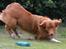 Nova scotia duck tolling retriever Eddie