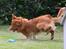 Nova scotia duck tolling retriever Eddie
