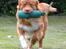 Nova scotia duck tolling retriever Eddie