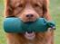 Nova scotia duck tolling retriever Eddie