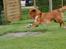 Nova scotia duck tolling retriever Eddie