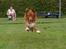 Nova scotia duck tolling retriever Eddie