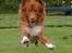 Nova scotia duck tolling retriever Eddie
