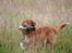 Nova scotia duck tolling retriever Eddie
