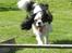 Cavalier king charles spaniel Viggo :D   - foto: Emma August d. 29-70-11