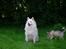 Japansk spids Grazy Daisy - R.I.P. :'( <3 - Ny hundihvalp! Taget den 29,07,11