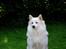 Japansk spids Grazy Daisy - R.I.P. :'( <3 - taget den 29.07.11