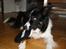 Border collie Satu (Hummelhund) - Hvem siger du har taget en sko???