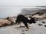 Border collie Satu (Hummelhund) - Tur på havnen/stranden d. 29/7-2011