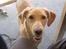 Labrador retriever Futte