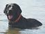Labrador retriever Balder - Velkommen til Balders profil (-: