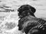 Labrador retriever Balder