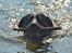 Labrador retriever Balder