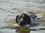Labrador retriever Balder