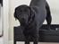 Labrador retriever Balder