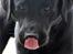 Labrador retriever Balder