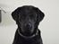Labrador retriever Balder