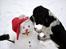 Engelsk springer spaniel Baloo *R.I.P*