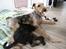 Airedale terrier Tessdale`s Magnificent prince (Ozzi) - Argo og Ozzi