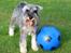 Dvaergschnauzer Ocean Al ( Tjeko ) - 1) Velkommen til Tjeko's profil, smid gerne en kommentar + bedømmelse :)
igen af mine billeder må kopires elller bruges af andre end mig ( d. 2/8 2011 )

