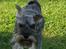 Dvaergschnauzer Ocean Al ( Tjeko ) - 3) ( d. 2/8 2011)