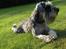 Dvaergschnauzer Ocean Al ( Tjeko ) - 5) ( d. 2/8 2011 )