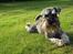 Dvaergschnauzer Ocean Al ( Tjeko ) - 8) ( d. 2/8 2011 )