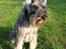 Dvaergschnauzer Ocean Al ( Tjeko ) - 11) ( d. 2/8 2011 )