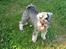 Dvaergschnauzer Ocean Al ( Tjeko ) - 13) ( d. 2/8 2011 )