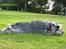 Dvaergschnauzer Ocean Al ( Tjeko ) - 15) ( d. 2/8 2011 ) 