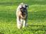Dvaergschnauzer Ocean Al ( Tjeko ) - 16) ( d. 2/8 2011 ) 