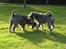 Dvaergschnauzer Ocean Al ( Tjeko ) - 17) Man er vil han hund (konkurrere om hvem der skal ha et stykke hud ) Tjeko til højre ( d. 2/8 2011 ) 