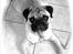 Mops Henry