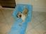 Mops Henry - Henry`s jule gave.