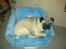 Mops Henry - I LOVE - min julegave-