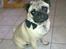 Mops Henry - Henry 1 år den 29/10-10.
