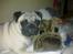 Mops Henry - Min ven - sutsko.