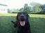 Labrador retriever Tais