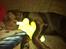 Labrador retriever Tais - Lille hyggehund med hans elskede bamse <3