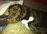 Labrador retriever Tais