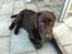 Labrador retriever Tais