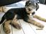 Airedale terrier Tessdale`s Magnificent prince (Ozzi) - Min charmetrold.