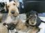 Airedale terrier Tessdale`s Magnificent prince (Ozzi) - Mine 2 airedale,Argo og Ozzi.