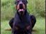 Dobermann Nord Nimrod Od Telepa (R.I.P.)