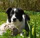 Border collie Meeko (Himmelhund)