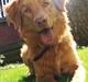 Nova scotia duck tolling retriever Bol Tol Turbo - "Oskar"