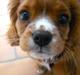 Cavalier king charles spaniel Silje