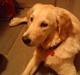 Golden retriever Ada