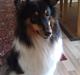 Shetland sheepdog Bella