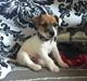 Jack russell terrier Skovly's Emmalou